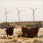 Hawaii Tries Green Tools in Remaking Power Grids