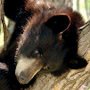 Woman who feeds bears eaten by one, autopsy shows